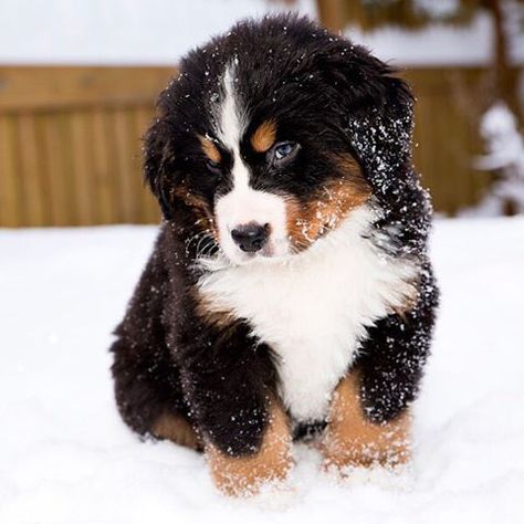 Somebody's feeling bashful. Adorable Bernese Mount Dog Puppy!  #Berner #BerneseMountainDog #BMD Burnese Mountain Dog, Burmese Mountain Dogs, Bernese Mountain Dog Puppy, Akc Breeds, Bernese Mountain Dogs, Mountain Dog, Bernese Mountain, Cute Dogs And Puppies, Bernese Mountain Dog