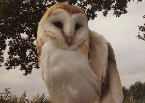 Printed from an original photograph taken by Alan and Sylvia Williams of a Barn Owl reared on Tean Valley Meadow Nature Reserve in Staffordshire. Greetings card is blank inside and measures 6 inches by 4 inches. Supplied with plain white envelope and in acetate sleeve for protection. Photos show front (picture 1) and back (picture 2) of card. Barn Owls, Owl Aesthetic, Barn Owl Character Design, Brown Owl Aesthetic, Barn Owl Aesthetic, Barn Owl Illustration, Tawny Owl Aesthetic, Barn Owl Art, Tyto Alba Art