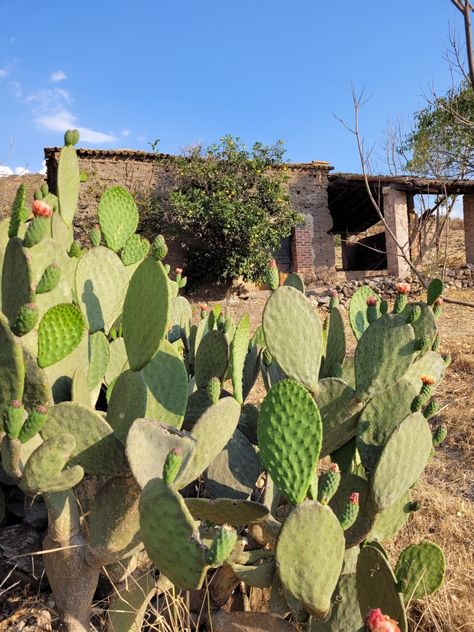 Mexican Rancho Aesthetic, Mexico Countryside, Rancho Life, Mexican Ranch, Version Board, Mexican Summer, Art Profile, Mexico Pictures, I Miss My Family