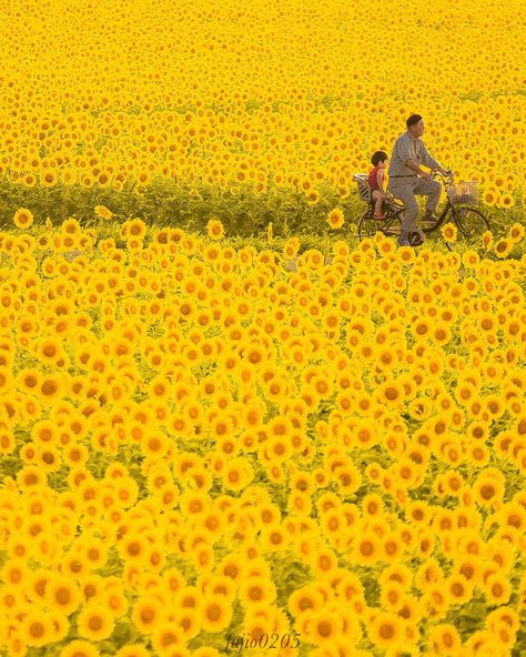 Era Victoria, Sunflower Images, Jaisalmer, 수채화 그림, Japan Photo, Sunflower Fields, Yellow Aesthetic, Photo Photo, Alam Yang Indah