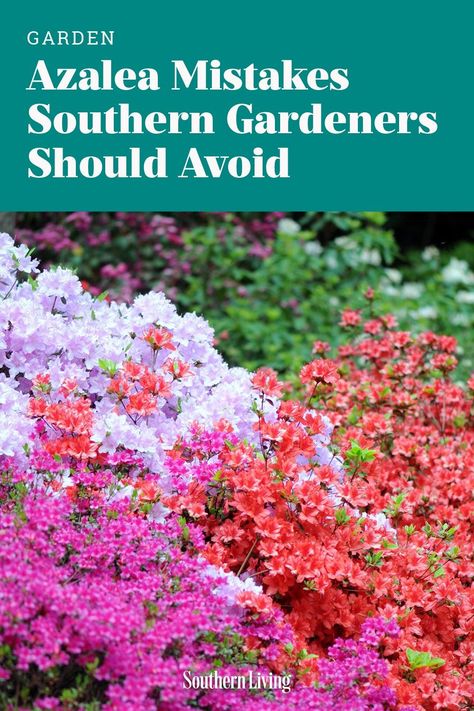 Dodge these rookie mistakes and grow the South's favorite blooming shrub like a pro. When To Prune Azaleas Shrubs, Azalea Front Yard Landscaping, Azaleas Landscaping Backyards, Front Yard Azaleas, Azaleas And Boxwood Landscaping, Front Yard Landscaping Azaleas, Landscape Ideas With Azaleas, Azealas Bush, How To Trim Azalea Bushes