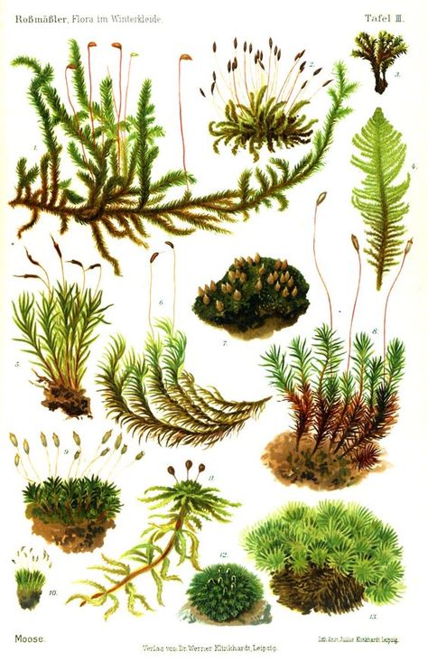 Moss Flora, Ferns Moss, Botanical Illustration, Moose Moss, Botanical Drawing, Moss Garden Terrarium Care, Taman Air, Lichen Moss, Moss Terrarium, Moss Garden, Illustration Botanique, Plant Drawing, Scientific Illustration, Botanical Drawings