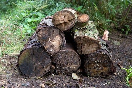 Three ways to create a dead wood habitat for wildlife to overwinter. #pondwildlife #ponds Repinned by www.watersidenursery.co.uk Habitats Projects, Habitat Garden, Bug Hotel, Native Plant Gardening, Garden Makeover, Wildlife Habitat, Wildlife Gardening, Wildlife Sanctuary, Pollinator Garden