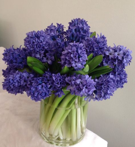 magnificent Hyacinth Hyacinths Bouquet, Hyacinth Aesthetic, Hyacinth Purple, Hyacinth Bouquet, Hyacinth Flower, Lilies Flowers, Flower Therapy, Balloon Flowers, Spring Nature