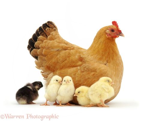 Photograph of Buff bantam hen with chicks. Rights managed white background image. Blue Laced Wyandotte, Hen With Chicks, White Hen, Baby Chicks Raising, Chicken Pictures, Cute Owls Wallpaper, Urban Chickens, Beautiful Chickens, Hen Chicken