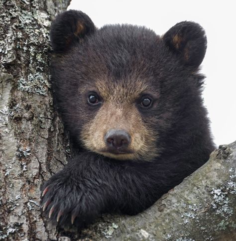 The Beauty of Wildlife ... beautiful-wildlife: Little Cub by Daniel Parent American Black Bear Cub Photo Ours, Black Bear Cub, American Black Bear, Bear Cub, Bear Art, Bear Cubs, Sweet Animals, Black Bear, Animal Photo