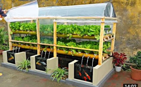 Net Basket, Diy Aquaponics, Garden Tools Diy, Aquaponics Greenhouse, Backyard Aquaponics, Aquaponics Fish, Aquaponics Diy, Vegetables Garden, Aquaponic Gardening