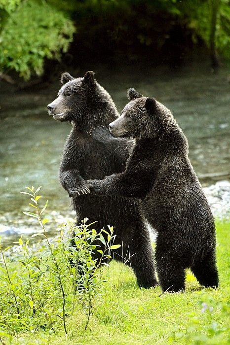 Two Grizzly Bears Pet Humor, Two Bears, Grizzly Bears, Brown Bears, Bear Family, Big Animals, We Bear, Bear Cubs, Bear Art