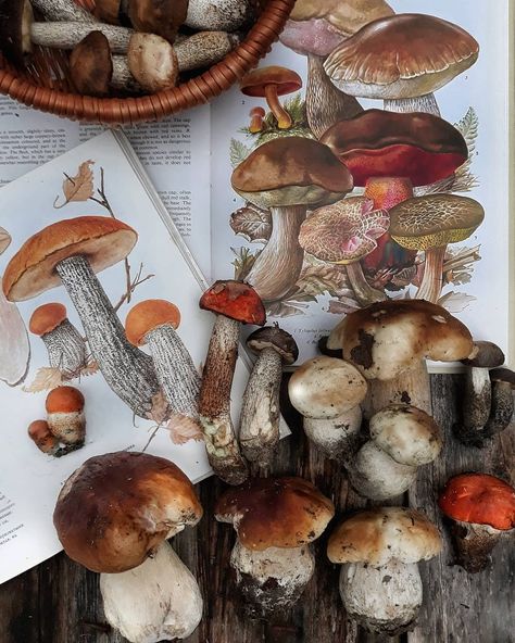 Voice of Nature Fungi Aesthetic, Wood Witch, Mushroom Foraging, Growth And Decay, A Walk In The Woods, Goblin Core, Still Life Photos, Watercolor Projects, Mushroom Fungi