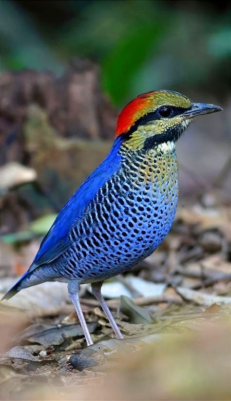 World Birds Photography | The beautiful blue pitta is a species of bird in the family Pittidae found in the northeastern Indian subcontinent, southern China, and Indochina. | Facebook Bird Photos Photography, Birds Beautiful, Birds Photography Nature, Birds Photography, Amazing Animal Pictures, Wild Animals Pictures, World Birds, Animals Amazing, Most Beautiful Birds