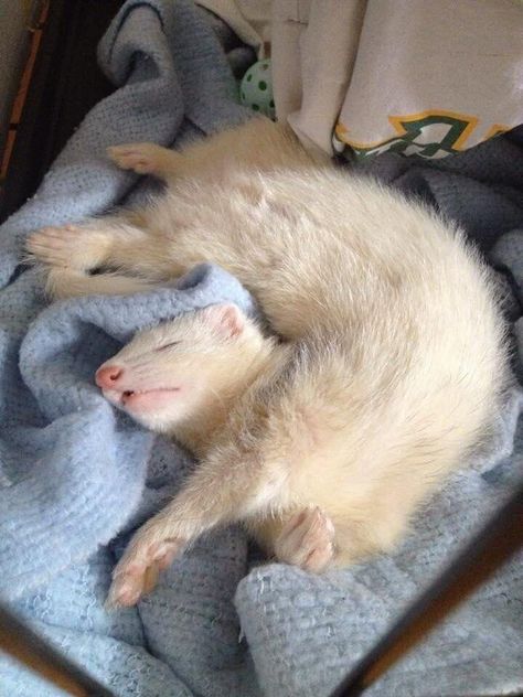 White Ferret, Baby Ferrets, Funny Ferrets, A Ferret, Pet Ferret, Cute Ferrets, Pets 3, 캐릭터 드로잉, Pretty Animals