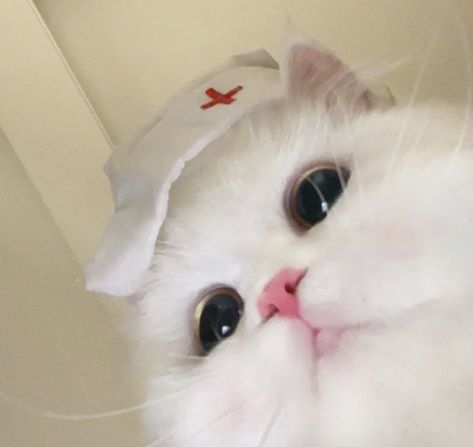 Cat Medicine, Nurse Cat, Cutee Animals, Cat Profile, Cute Cats Photos, Cat Icon, Cosplay Halloween, Cat Aesthetic, Cute Memes