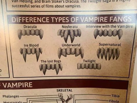 Vampire Anatomy, Alice Core, Real Vampires, Vampire Dracula, Mystical Animals, Vampire Fangs, Bram Stoker's Dracula, Anatomy Sketches, Interview With The Vampire