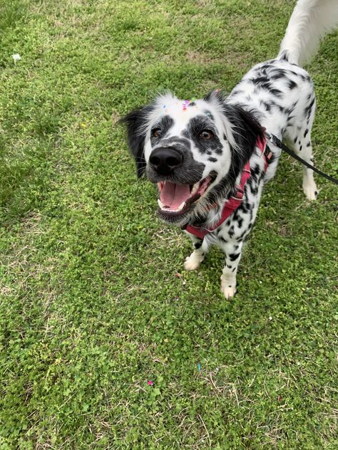 Long coat Dalmatian puppy Long Coat Dalmatian, Dalmatian Puppy, Happy Puppy, Dalmatian, Long Coat, Cute Animals, Puppies, Dogs, Animals