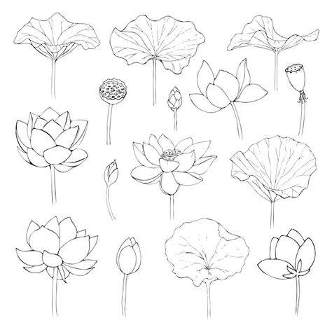 Lotus Drawing Tutorial, Lotus Flower Illustration Design, Lotus Flower Drawing Design, Lotus Leaf Drawing, Lotus Line Drawing, Panjabi Painting, Lotus Line Art, Lotus Sketch, Lotus Artwork