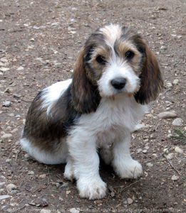 Pbgv Dog, Basset Griffon Vendeen, Basset Griffon, Petit Basset Griffon Vendeen, Dog Breed Names, Dogs Breeds, Bassett Hound, Fox Terriers, What Dogs