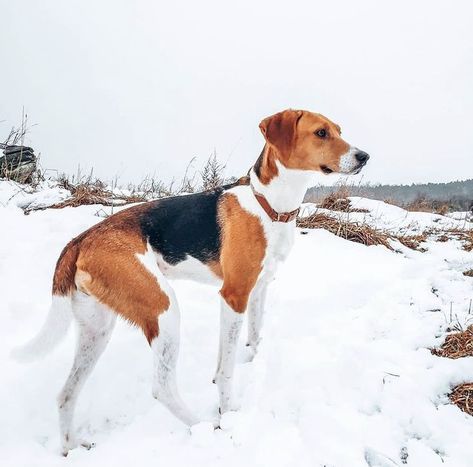 American Foxhound Dog, Fox Hound Dog, Irish Hound, Foxhound Puppy, Black And Tan Hound Dog, American Leopard Hound, Putrid Hound, Foxhound Dog, Beagle Dog Facts