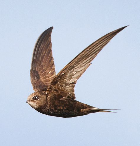 Swift Bird, Peace Poster, Bird People, Deep Set Eyes, Earth Photos, 15 August, Bird Watcher, Swallows, All Birds