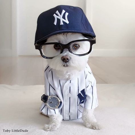 Yankees #yankees #new york yankees ... Dogs Maltese, Hipster Dog, Maltese Puppies, Dog Fashion, Base Ball, Cute Little Puppies, Maltese Dogs, Teacup Puppies, White Dog