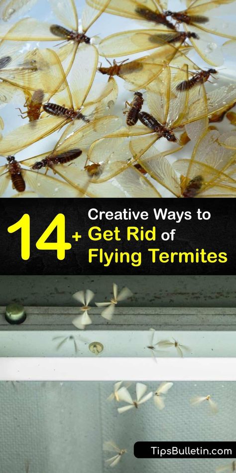 Discover easy methods of termite control for drywood termites, the swarming termite and winged termite, and a subterranean termite infestation. Combat the termite swarmer with natural and chemical methods to eradicate and protect your home from subterranean termites. #rid #flying #termites Flying Termites Diy How To Get Rid, How To Get Rid Of Termites, Termites Diy How To Get Rid, Home Remedies For Flies, Flying Termites, Drywood Termites, Flying Ants, Get Rid Of Flies, Rid Of Bed Bugs