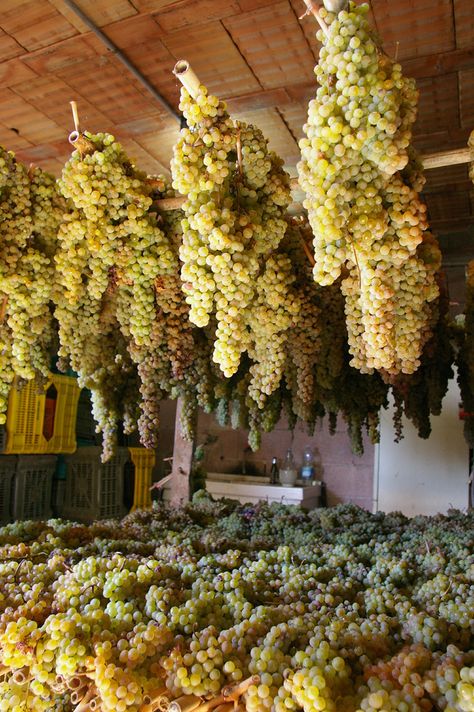 vineyard - hanging grapes Tuscany Summer, Wine Production, Tuscany Wine, Greve In Chianti, Chianti Wine, Making Wine, Grape Harvest, White Grape, Wine Vineyards