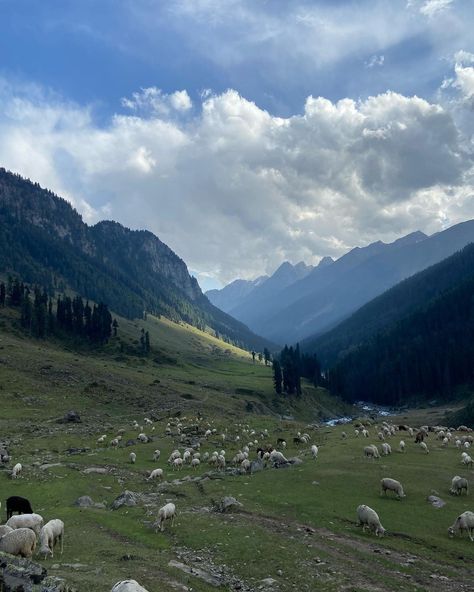 Pahalgam Kashmir Kashmir In Summer, Pahalgam Kashmir, Srinagar Kashmir, Kashmir Valley, Cute Friend Pictures, Srinagar, Scenic Drive, Self Driving, Cute Friends