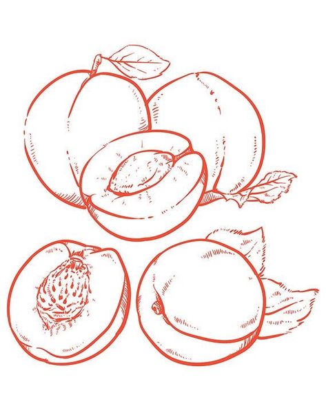 Peach Tattoo, Fruit Sketch, Fruit Drawing, Fruit Fruit, Fruits Drawing, Peach Art, Fresh Peaches, Cute Food Art, Fruit Illustration