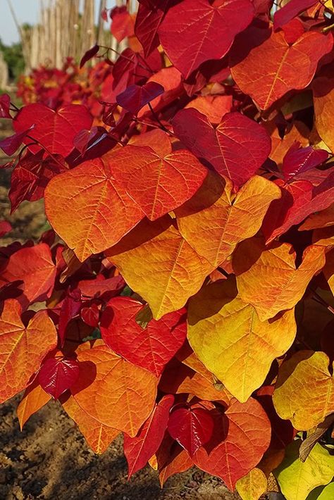 Cercis canadensis Eternal Flame (‘NC2016-2’) Cercis Canadensis Eternal Flame, Suburb Garden, Cercis Canadensis, Small Trees For Garden, Texas Landscaping, Riverside Garden, Pink Spring Flowers, Flame Tree, Planting Design