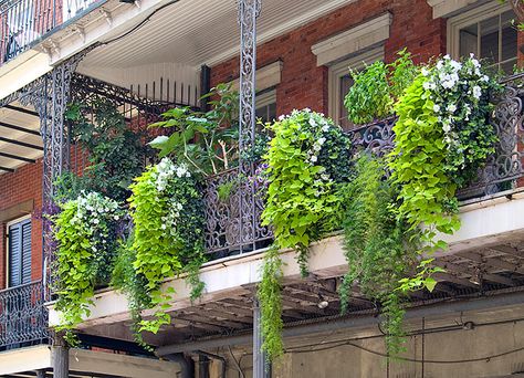 French Balcony Ideas, Creeper Plants, Creepers Plants, Climber Plants, Balcony Planters, Balcony Flowers, Balcony Plants, Air Purifying Plants, Rooftop Garden