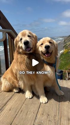 Golden Retriever Puppy Videos, Puppy Videos Cutest, Golden Retriever Funny Videos, Funny Golden Retrievers, Dogs And Puppies Videos, Dog Siblings, Cute Puppies Videos, Happy Dogs Funny, 1920s Food