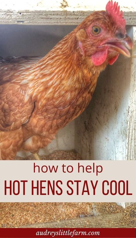 How To Keep Chickens Cool In The Summer, Chicken Hacks, Homesteading Books, Chicken Raising, Chicken Care, Chicken Poop, Raising Farm Animals, Mother Hen, Chicken Keeping