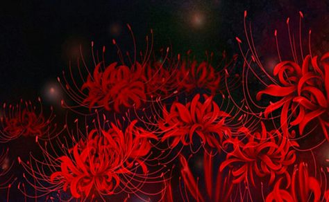 Spider Lily Laptop Wallpaper, Red Spider Lily Wallpaper Laptop, Red Spider Lily Banner, Red Spider Lily Gif, Spider Lily Header, Spider Lily Background, Red Pc Background, Red Anime Wallpaper Pc, Spider Lily Banner