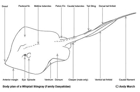 Stingray Anatomy Baby Stingray, Aquatic Tattoo, Concept Moodboard, Electric Ray, Fish Anatomy, Stingray Fish, Wild Kratts, Pinterest Design, Beautiful Sea Creatures