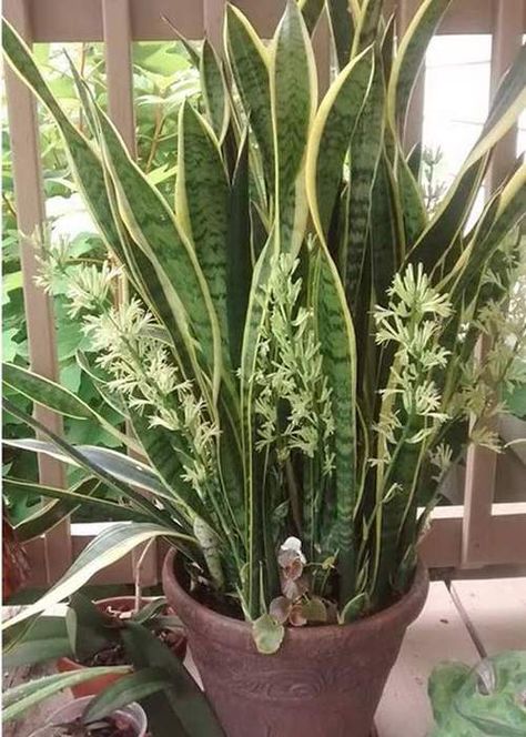 How to Get a Snake Plant to Bloom | Snake Plant Flower