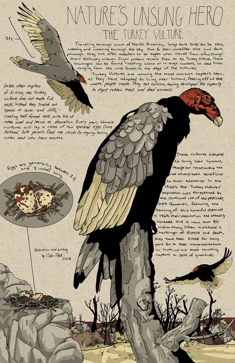 The Turkey Vulture Turkey Vulture Illustration, Vulture Bird Art, Turkey Vulture Drawing, Vulture Culture Art, Turkey Vulture Art, Diy Vulture, Vultures Aesthetic, Bearded Vulture Art, Vulture Aesthetics