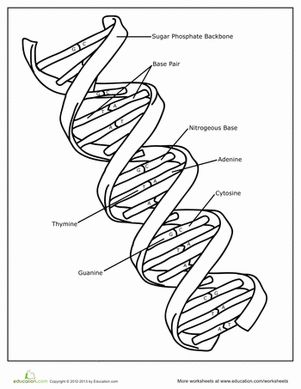 Introduce your child to the building blocks of life: DNA! This coloring page features a double helix structure, or a DNA strand. Biology Coloring Pages, Dna Worksheet, Dna Drawing, Biology Activity, Dna Structure, Dna Strand, School Biology, Biology Worksheet, Biology Resources