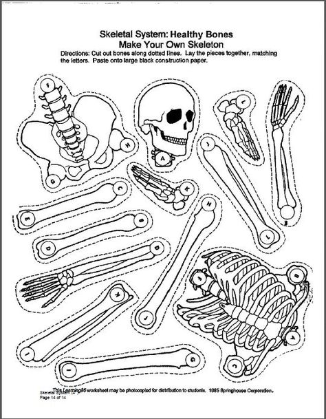 p. 14 of a study guide for 4th grade via westerndairyassociation.org/wp/wp.../06/Skeletal-System.pdf - listed as available for distribution to students Skeleton Worksheet, Skeletal System Worksheet, Elementary Printables, Science Experience, The Skeletal System, Human Body Science, Human Body Activities, Cc Cycle 3, Human Body Unit