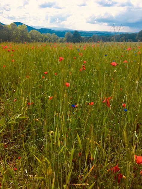 #spring #aesthetic #skye #flowers Skylar Aesthetic, Skye Core, Spring Aesthetic, Natural Landmarks, Flowers, Travel, Quick Saves