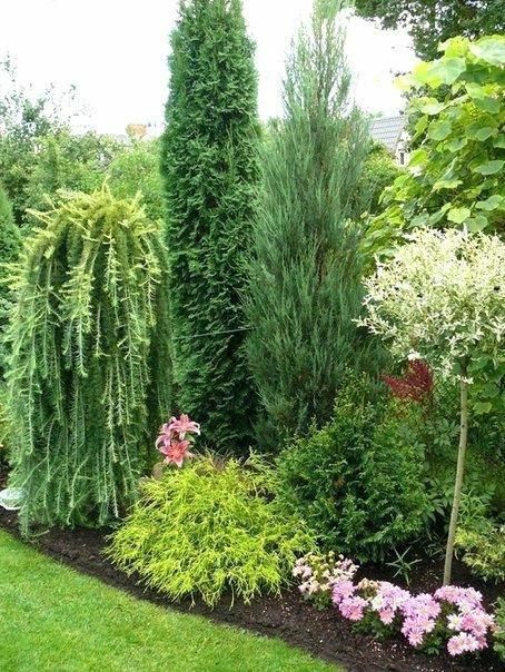 yellow and green, juniper Conifers Garden, Evergreen Garden, Privacy Landscaping, Trees And Flowers, Garden Shrubs, Have Inspiration, The Secret Garden, Garden Landscape Design, Landscape Trees