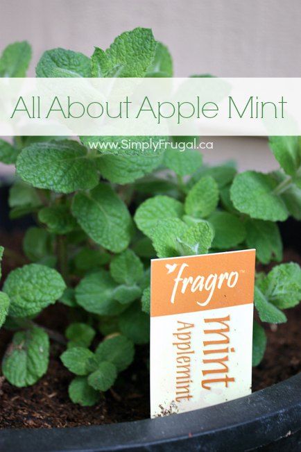 Apple mint is an herb with many uses you can enjoy. Take a look at everything you need to know about apple mint and how you can grow some yourself. Apple Mint Plant, Apple Mint Tea, Apple Mint Recipes, Tea Desserts, Herbal Garden, Growing Mint, Vegetables For Babies, Apple Mint, Types Of Herbs