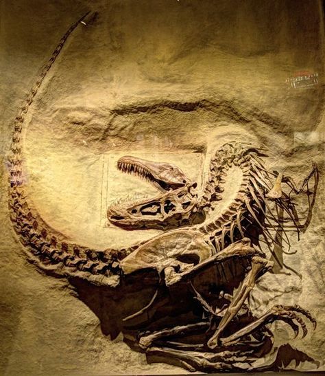 Royal Tyrell Museum, Palaeontology Aesthetic, Paleocore Aesthetic, Paleontologist Aesthetic, Paleontology Aesthetic, Drumheller Alberta, Dinosaur Fossil, Animal Skeletons, Dinosaur Images