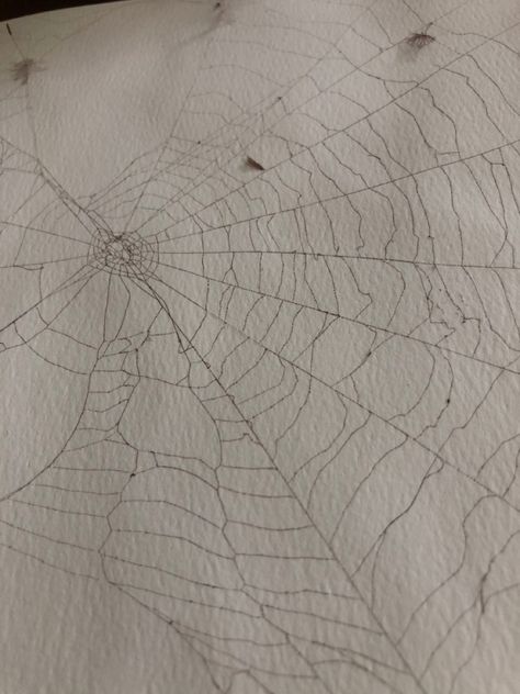 Real Spider Web, Spider Web Sketchbook Page, Cob Web Tattoo, Spider Web Painting, Gothic Text, Types Of Spiders, Spider Drawing, Real Spiders, Sketch Reference