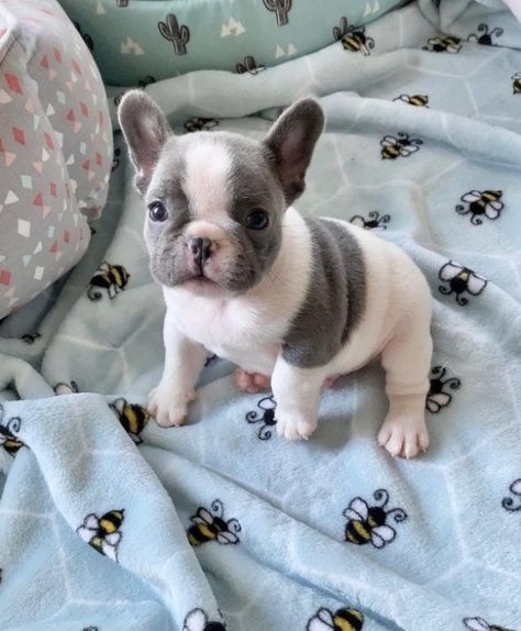 At Poetic French Bulldogs, we believe in breeding the prettiest, healthiest, most unique French Bulldog puppies. Ready to meet your new fur-ever friend? #Labrador #puppy #Retriever French Bulldog Puppies, French Bulldogs, Bulldog Puppies, French Bulldog, Bulldog, Puppies, Bed, Dogs