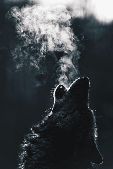 Shifter Aesthetic, Wolf Shifter, Lone Wolf, Black