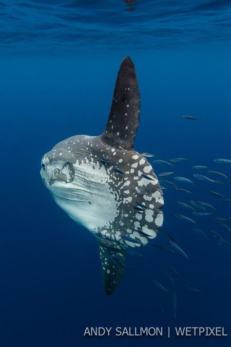 Mola mola (*Mola mola*) Marine Fish Photography, Ocean Sunfish, Deep Ocean Fish, Mola Mola, Lion Fish Photography, Strange Fish Ocean Creatures, Mola Mola Fish, Life Under The Sea, Salt Water Fish