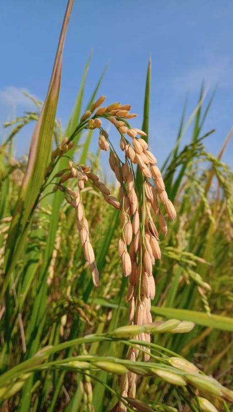 Cropping Photography, Rice Crop, Agriculture Photography, Agriculture Photos, Good Morning Animated Images, Tree Photoshop, Farm Images, Lucky Wallpaper, Persian Cuisine