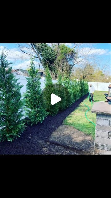 Pearsonlandscapellc on Instagram: "When we planted these Leyland Cypress trees just about 4 years ago, they were 6’ tall. Today a little over 15’ . Here, Jose is selective hand pruning them, if this method is done correctly, the final outcome will almost look as if they have never been trimmed, just reshaped, with a natural finish. We love to trim them this way, it is extremely healthy for the tree, and won’t get top heavy over many years of shearing them with power trimmers. #trimming #trees #pruning #takestime #landscaper #landscapersofinstagram #landscapers #beautifulday #hotday #summer #lovewhatyoudo #lovewhatido #workhard" Japanese Cypress Tree, Italian Cypress Trees Landscaping, Japanese Yew Landscape, Cypress Trees Landscape, Pine Tree Landscaping Ideas, Entryway Tree, Leyland Cypress Trees, Italian Cypress Trees, Italian Cypress