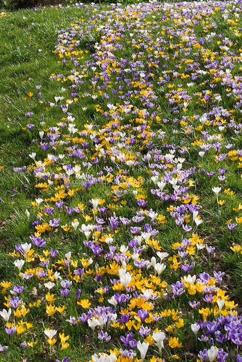 Crocus naturalized in lawn | Plant & Flower Stock Photography: GardenPhotos.com Crocus Lawn, Flower Lawn, Garden Prepping, Crocus Bulbs, Crocus Flower, Backyard Flowers, Flower Stock, Garden Bulbs, Plant Flower