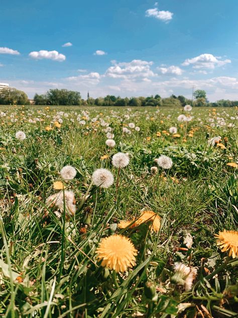 Yellow Flowers Wallpaper, Flowers Wallpaper, Sunny Day, The Field, Yellow Flowers, Yellow, Flowers