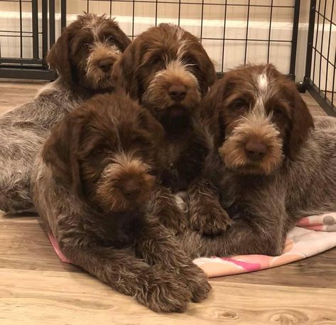 Feather View Farm in Ohio | Wirehaired Pointing Griffon puppies | Good Dog Wirehaired Pointing Griffon Puppies, Fun Dog Pictures, Koda Bear, Korthals Griffon, Wirehaired Pointing Griffon, Pointing Griffon, Ringo Star, Griffon Dog, Upland Hunting